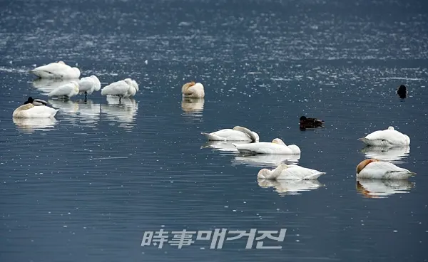 (사진_강진군 제공)