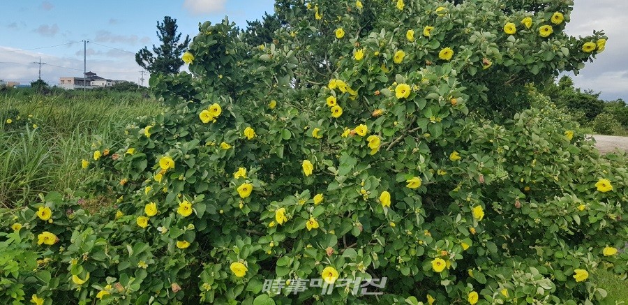 서귀포시 성산읍 오조리 식산봉 해안에 자생하고 있는 멸종 위기종 황근나무 꽃이 만개해 장관을 이루고 있다.