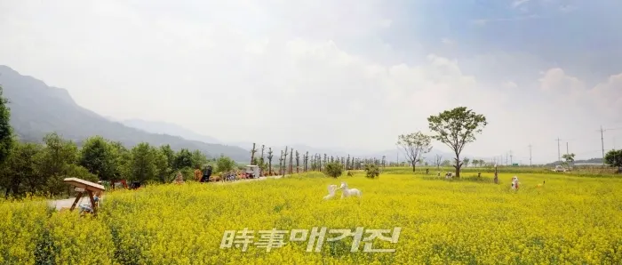 섬진강변 유채꽃 축제,남원 대강면(사진_남원시)