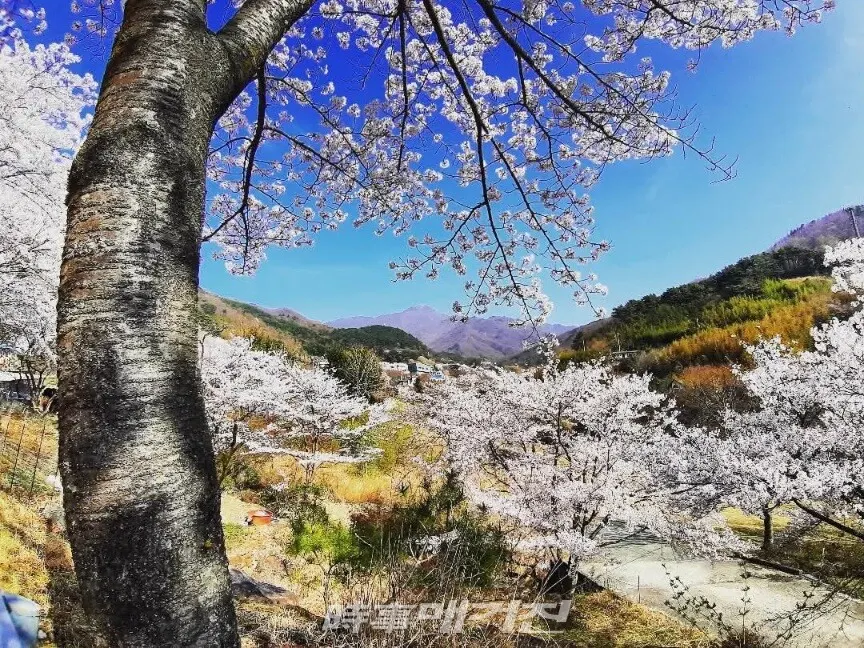 벚꽃 만개한 중산리에서 바라보는 지리산 천왕봉.(사진_조용우)