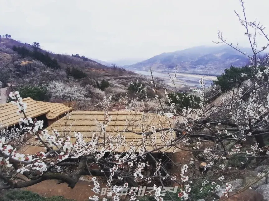 섬진강이 흐르는 광양 매화마을의 풍경.(사진_조용우)
